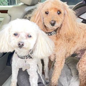 Meet your Posher, Patsy